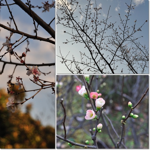 12冬桜と木瓜.jpg