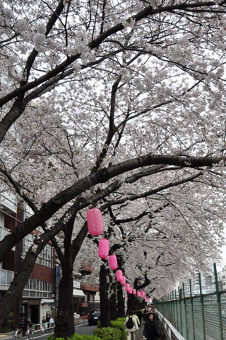 桜並木に提灯.jpg