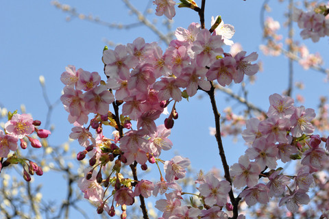 河津桜の花.JPG