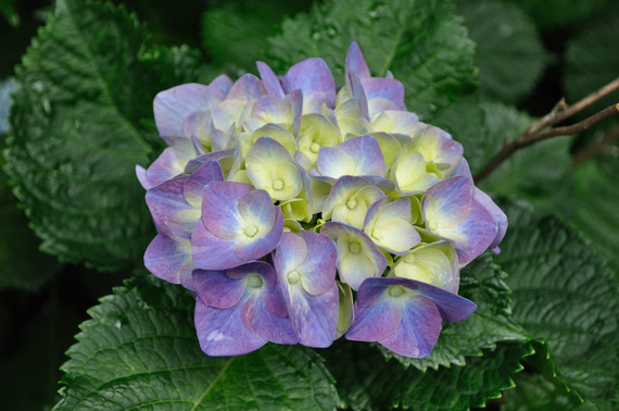 紫陽花２.jpg